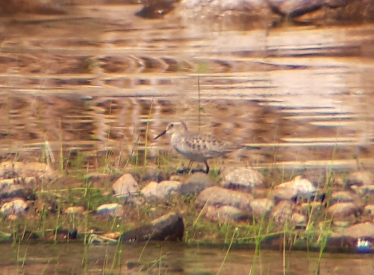 Baird's Sandpiper - ML641425553