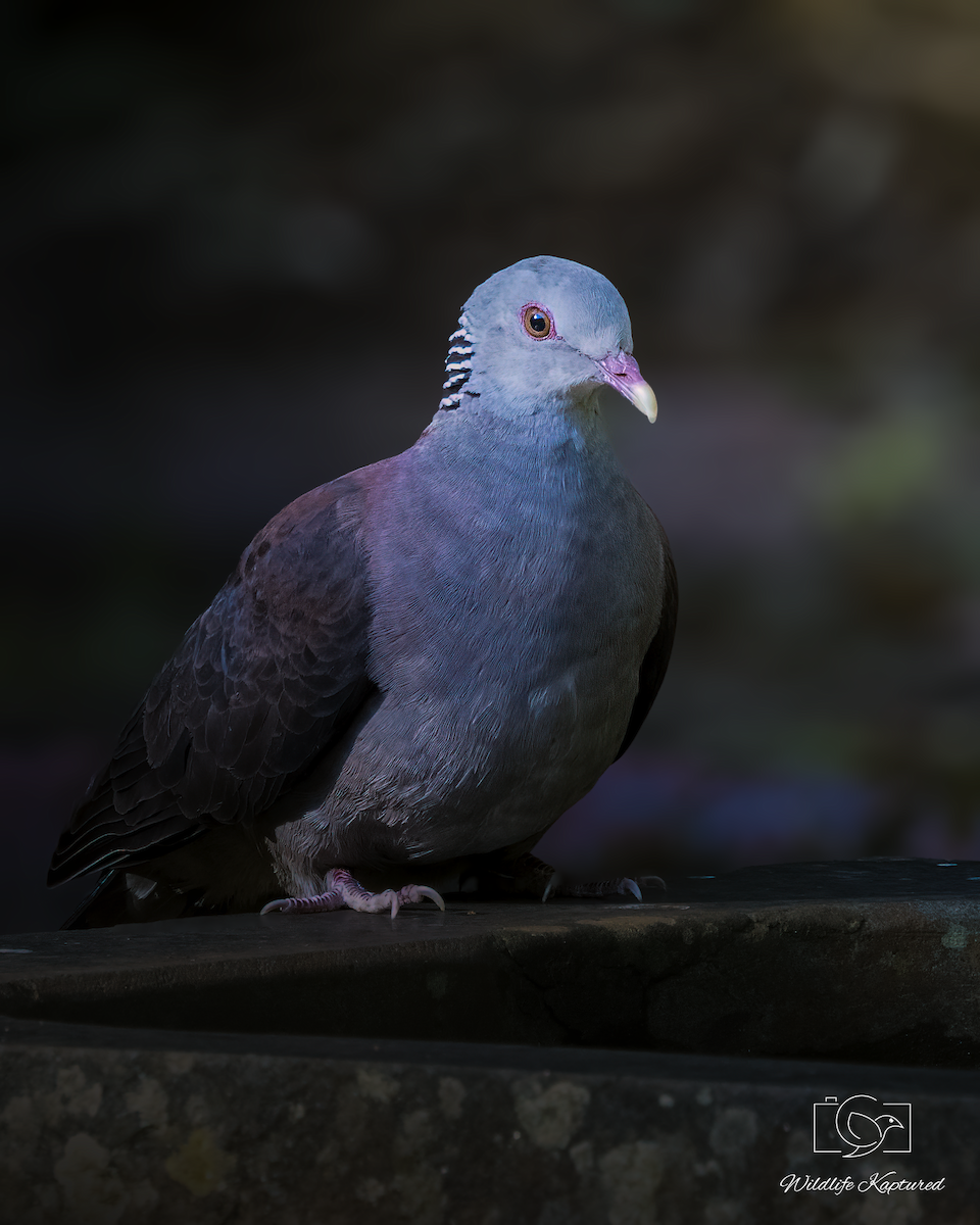 Nilgiri Wood-Pigeon - ML641425554