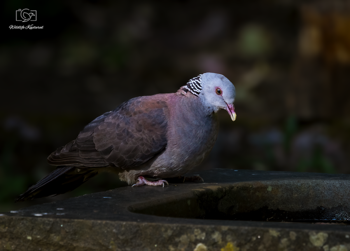 Nilgiri Wood-Pigeon - ML641425556