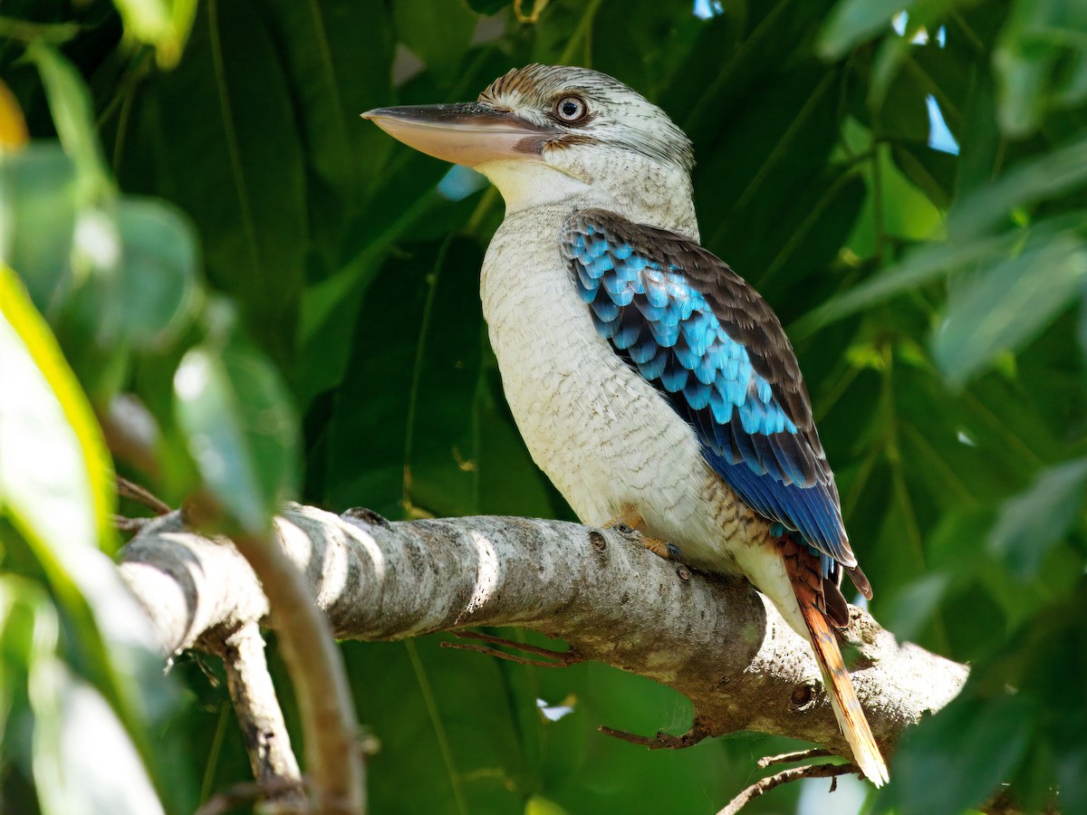 Blue-winged Kookaburra - ML641425559