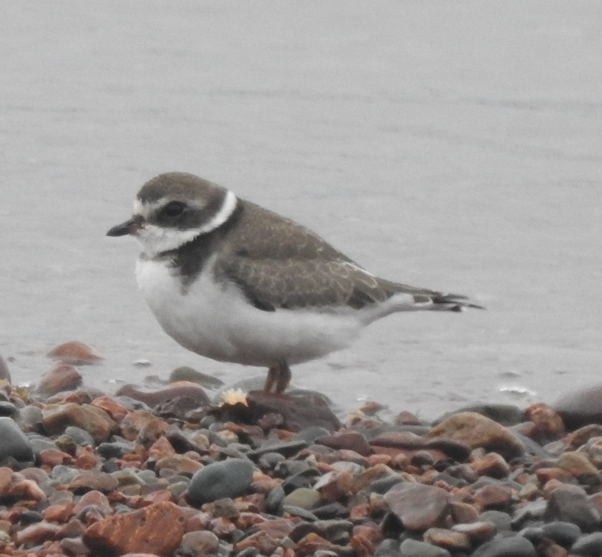 Semipalmated Plover - ML641425567