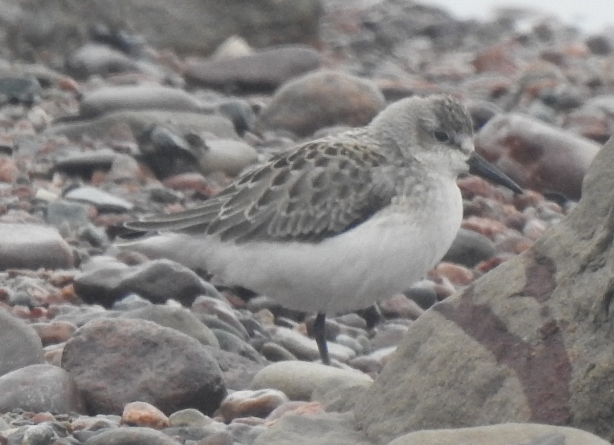 Semipalmated Sandpiper - ML641425588