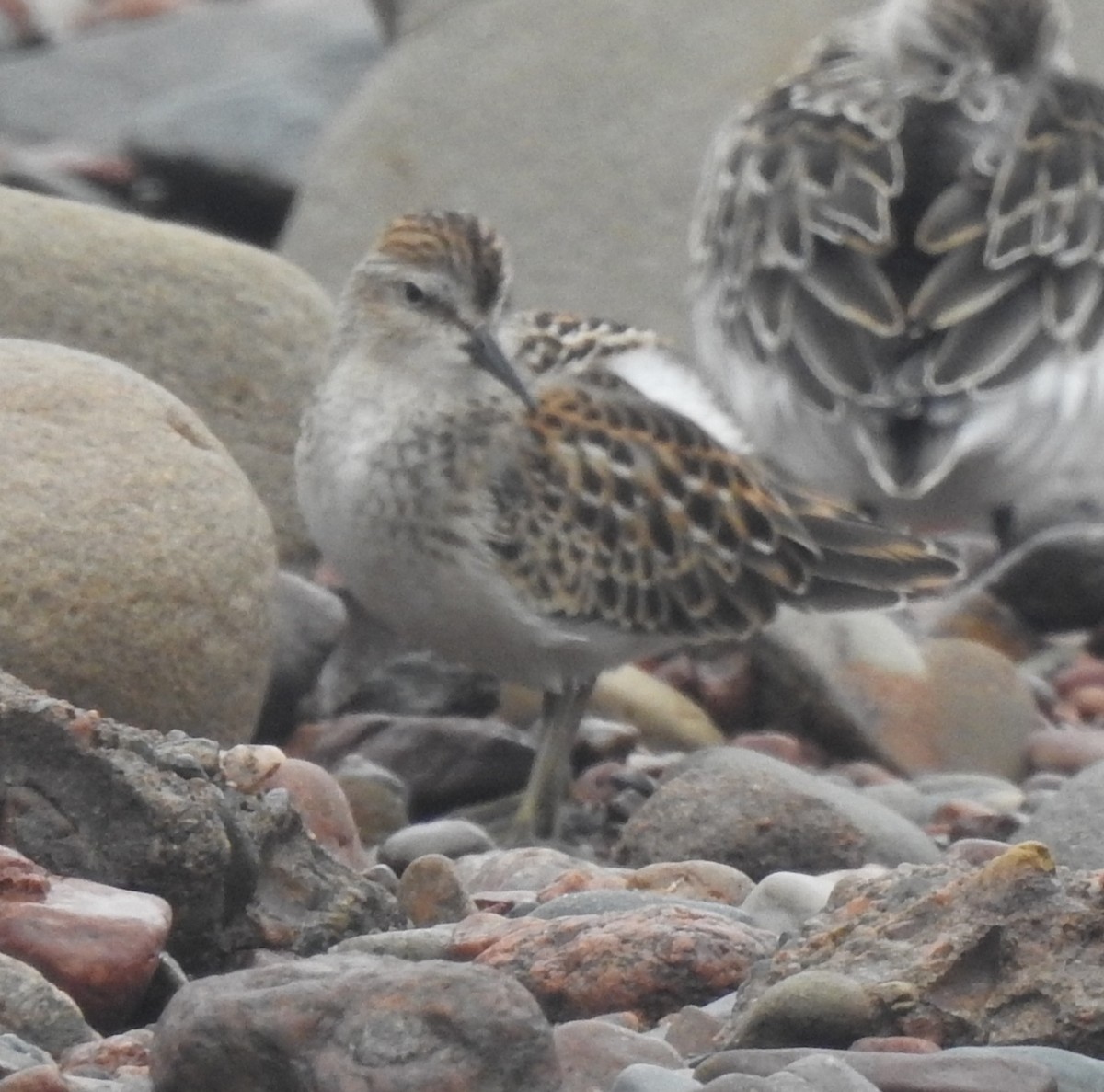 Least Sandpiper - ML641425597