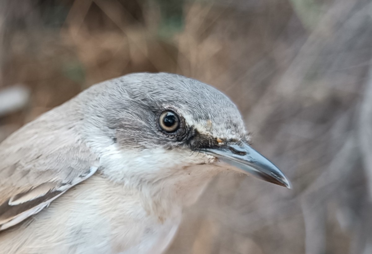 Western Orphean Warbler - ML641425613