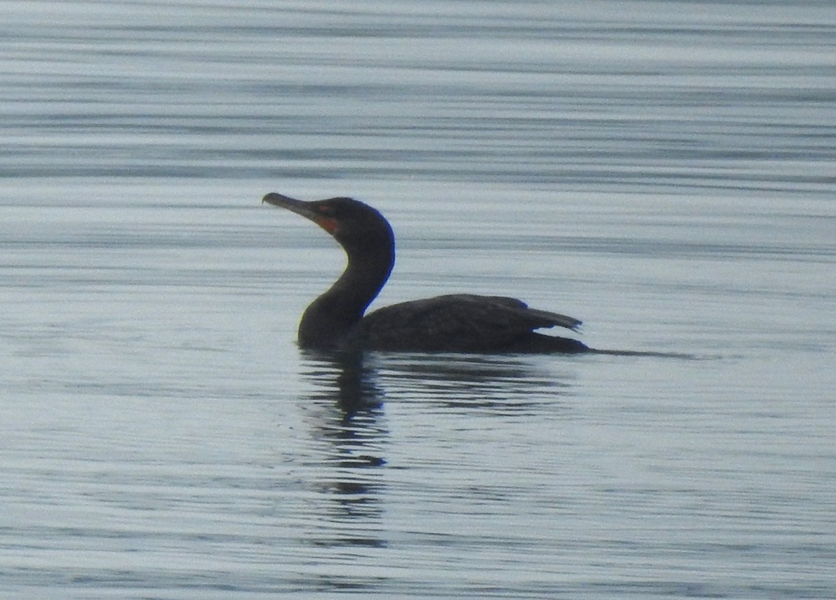 Double-crested Cormorant - ML641425615