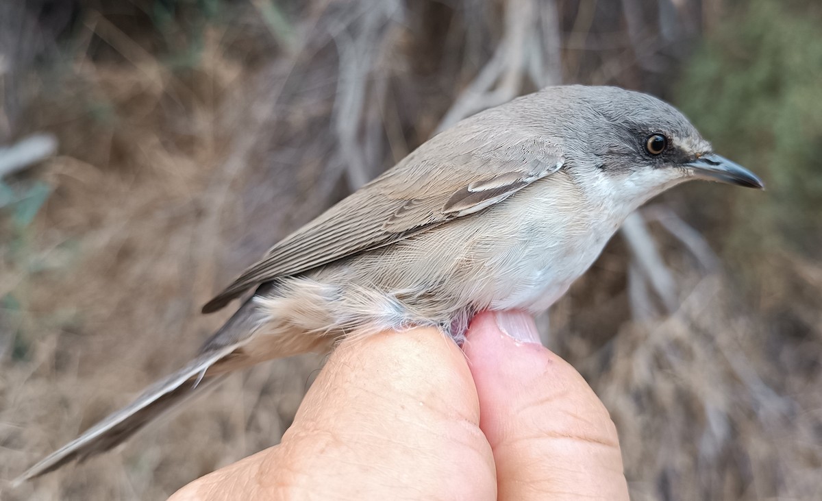 Western Orphean Warbler - ML641425624