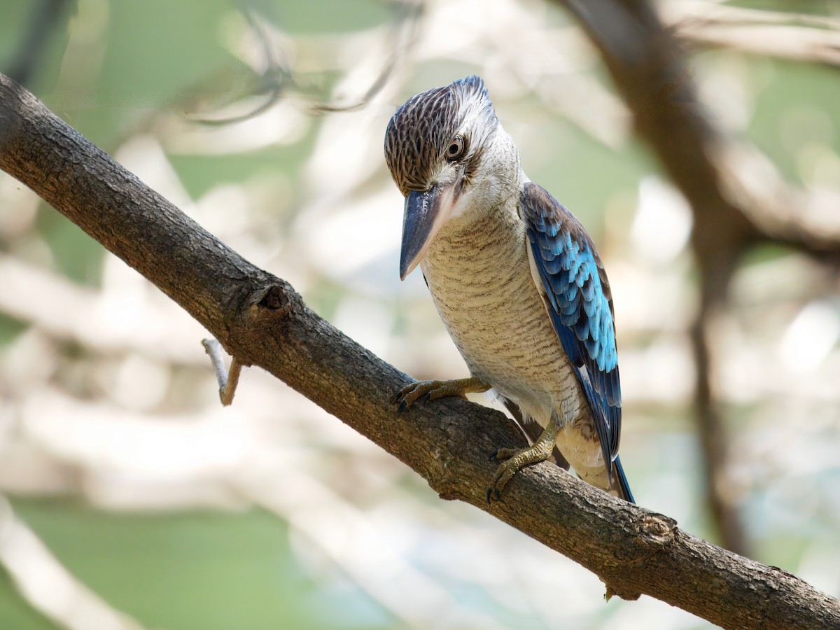 Blue-winged Kookaburra - ML641425699