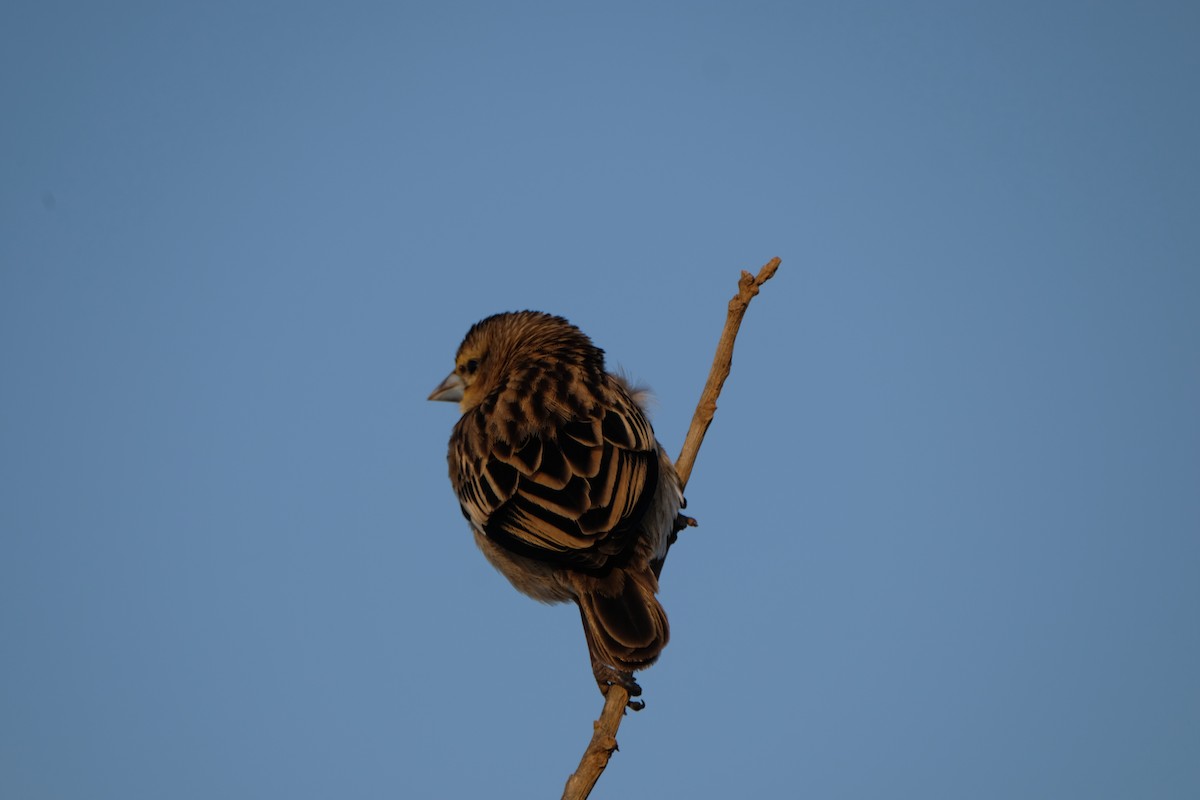 ハジロホウオウ - ML641425727