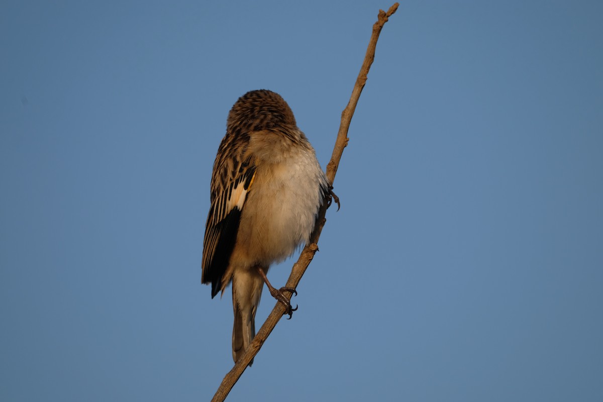 ハジロホウオウ - ML641425728