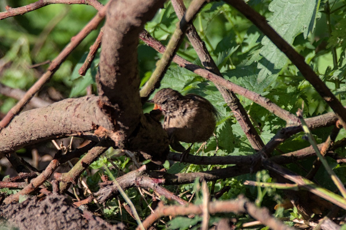 Eurasian Wren - ML641425732