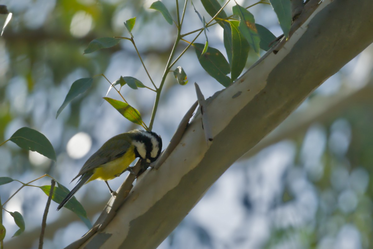 Eastern Shrike-tit - ML641425765