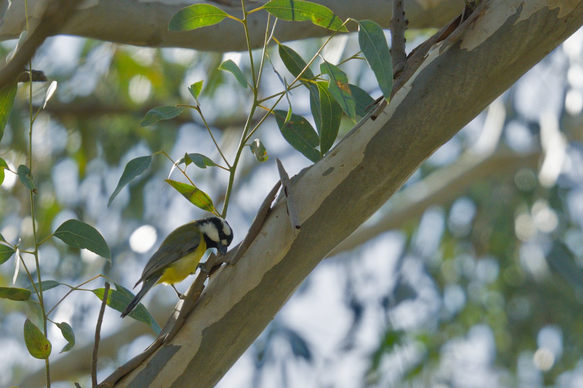 Eastern Shrike-tit - ML641425766