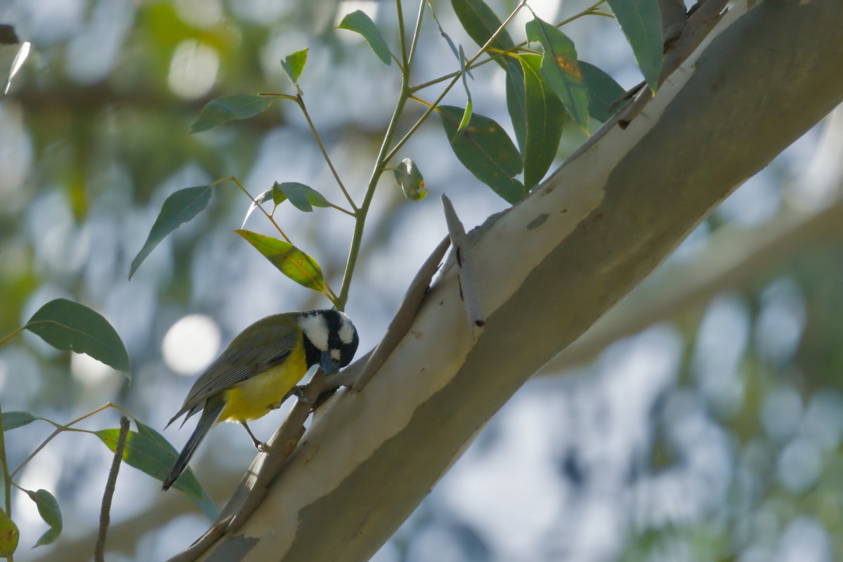 Eastern Shrike-tit - ML641425767