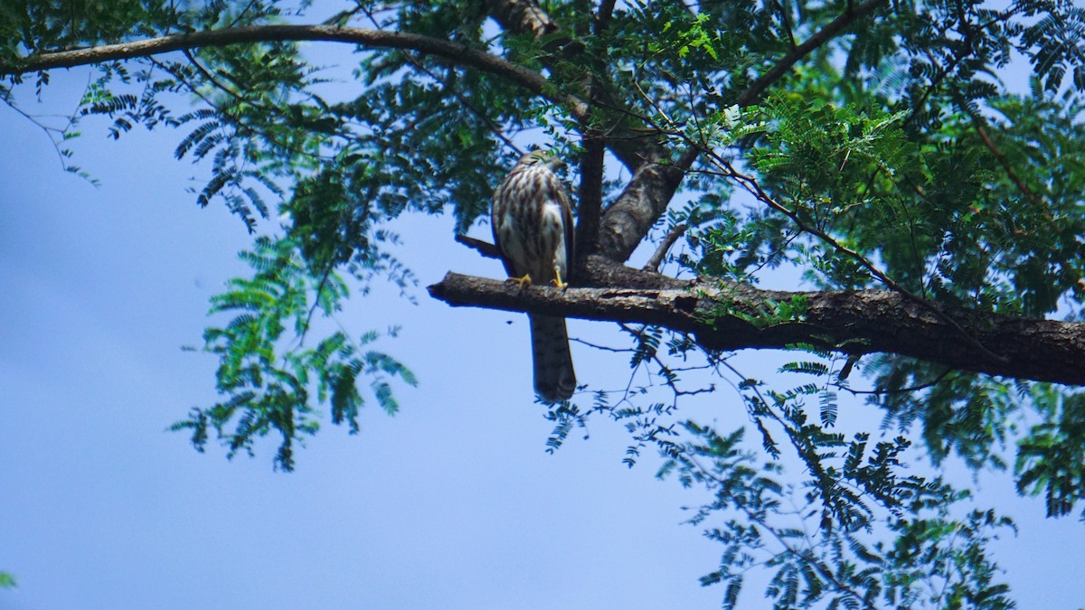 Shikra - ML641425770