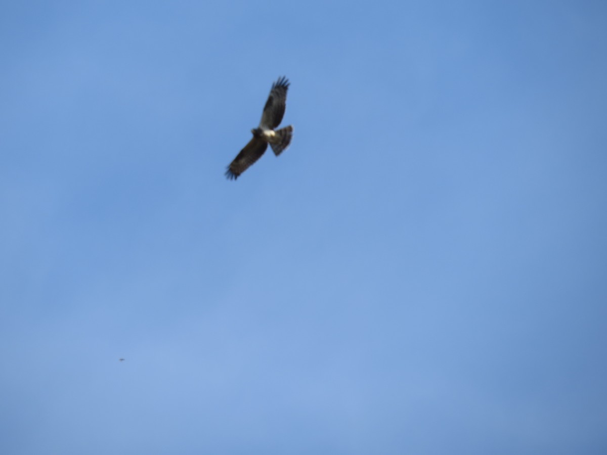 European Honey-buzzard - ML641425771