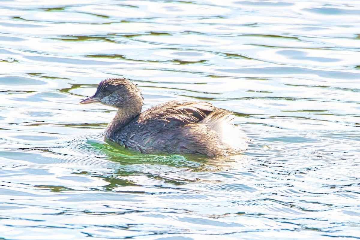 Hoary-headed Grebe - ML641425797