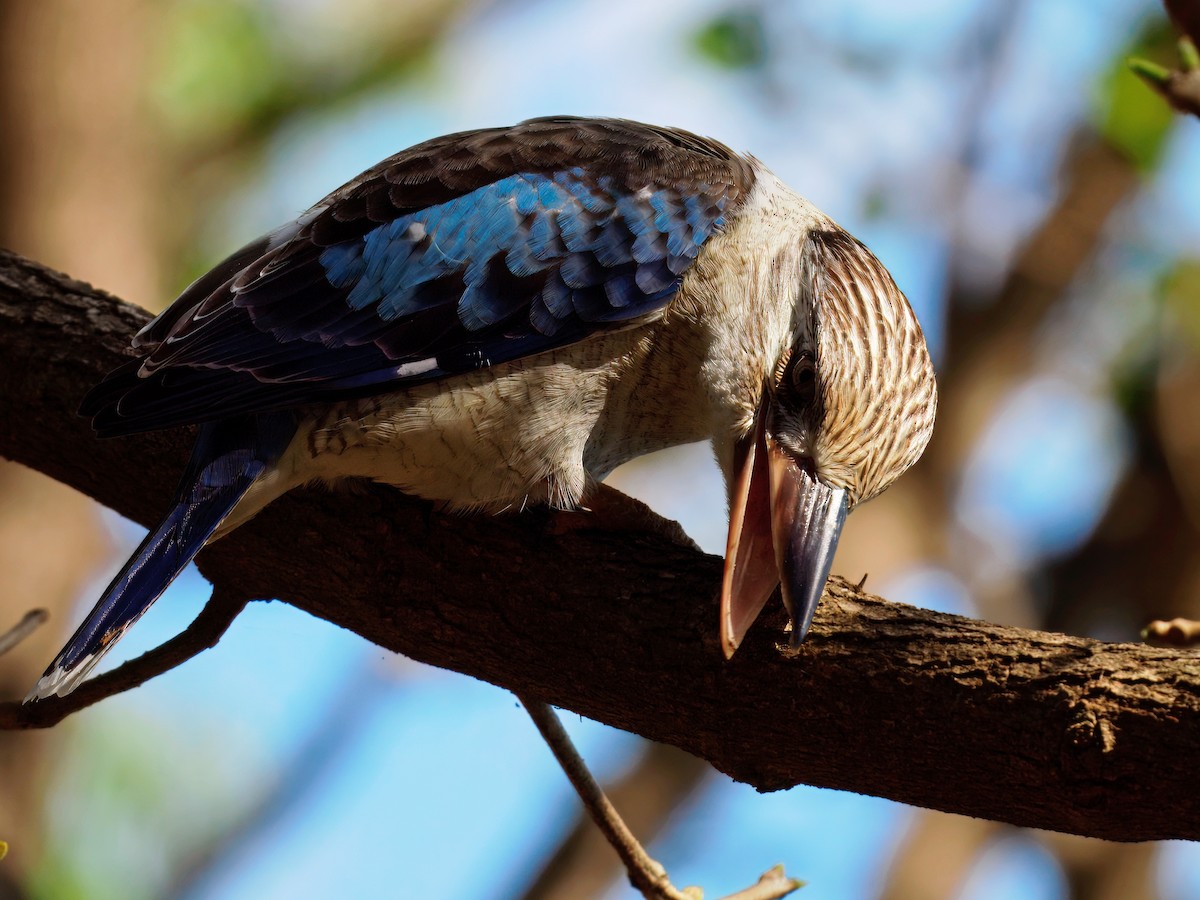 Blue-winged Kookaburra - ML641425810