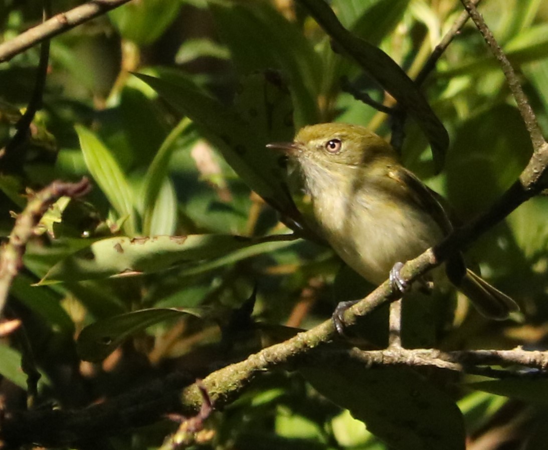 Hangnest Tody-Tyrant - ML641425855