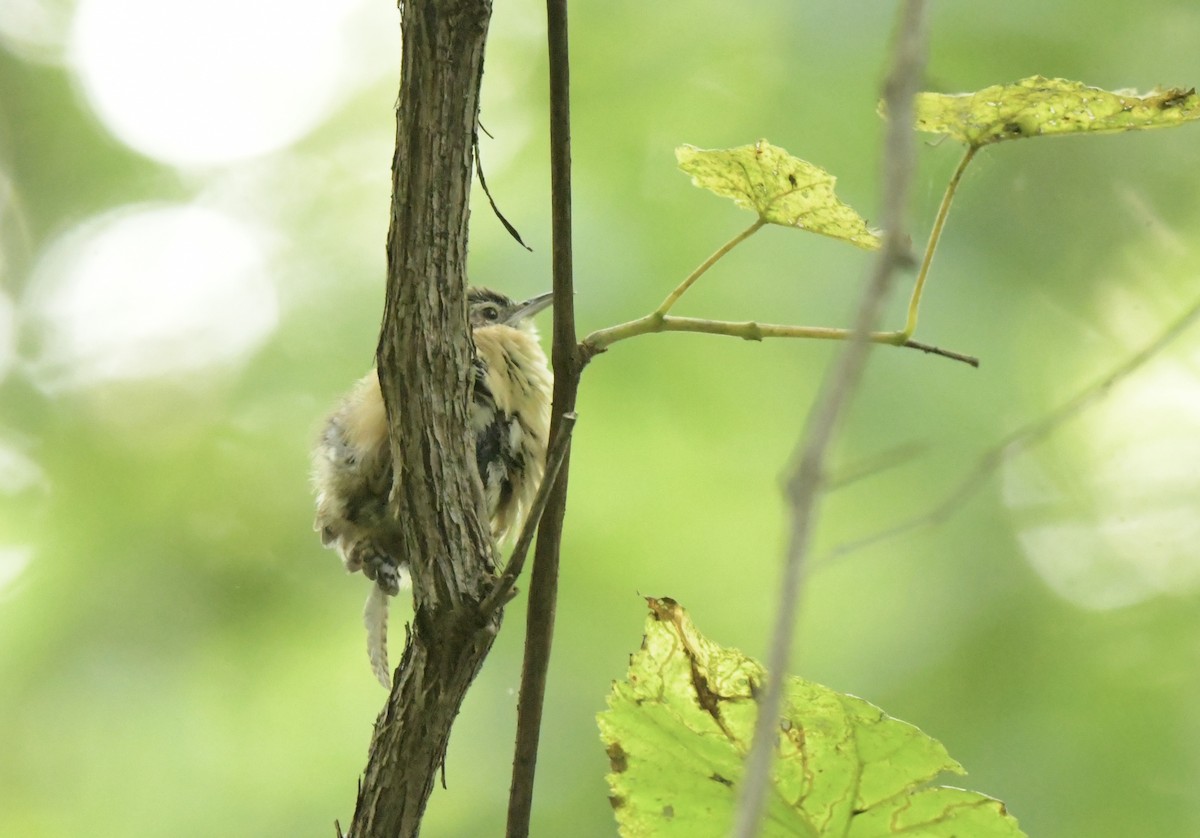 Carolina Wren - ML641425901