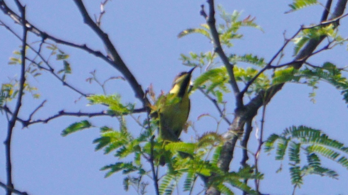 Purple Sunbird - ML641425904
