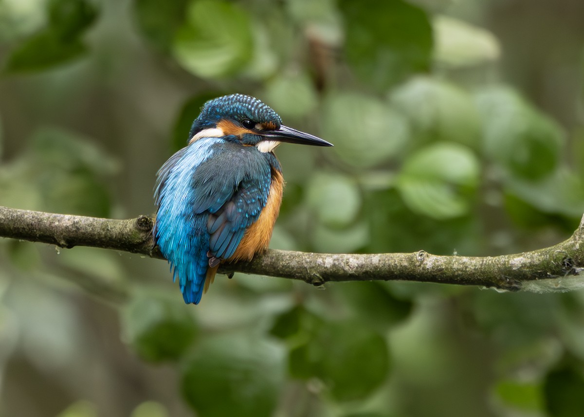 Common Kingfisher (Common) - Nathaniel Dargue