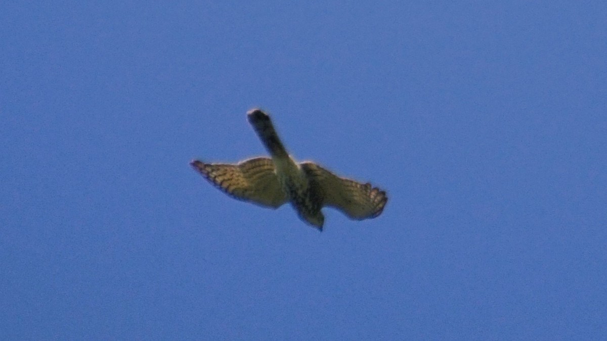 Shikra - ML641425951