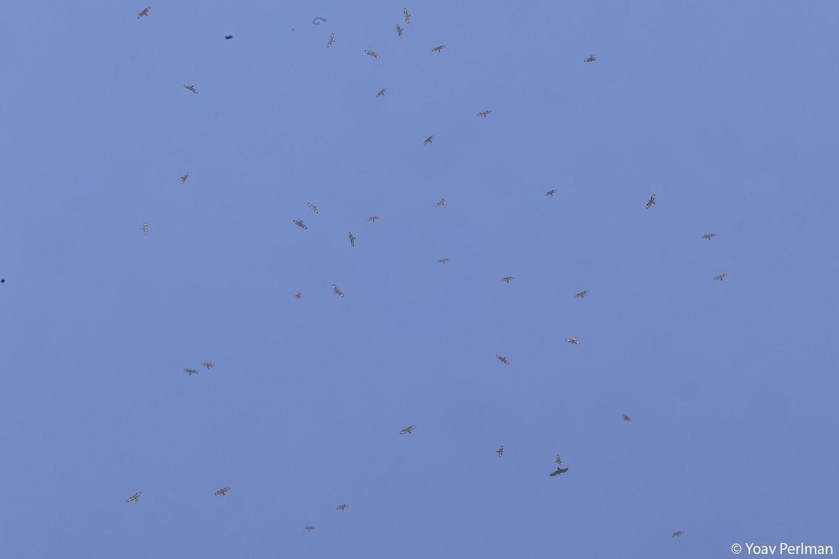 European Honey-buzzard - ML641425962