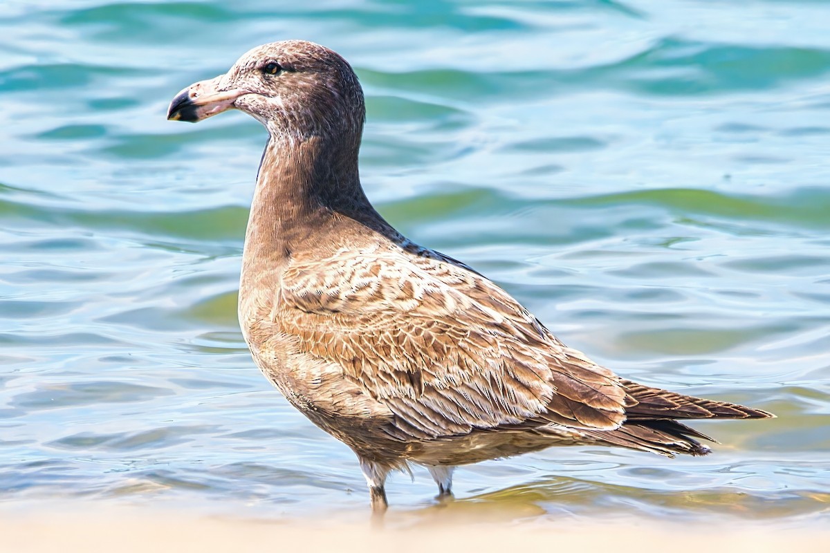 Pacific Gull - ML641425994
