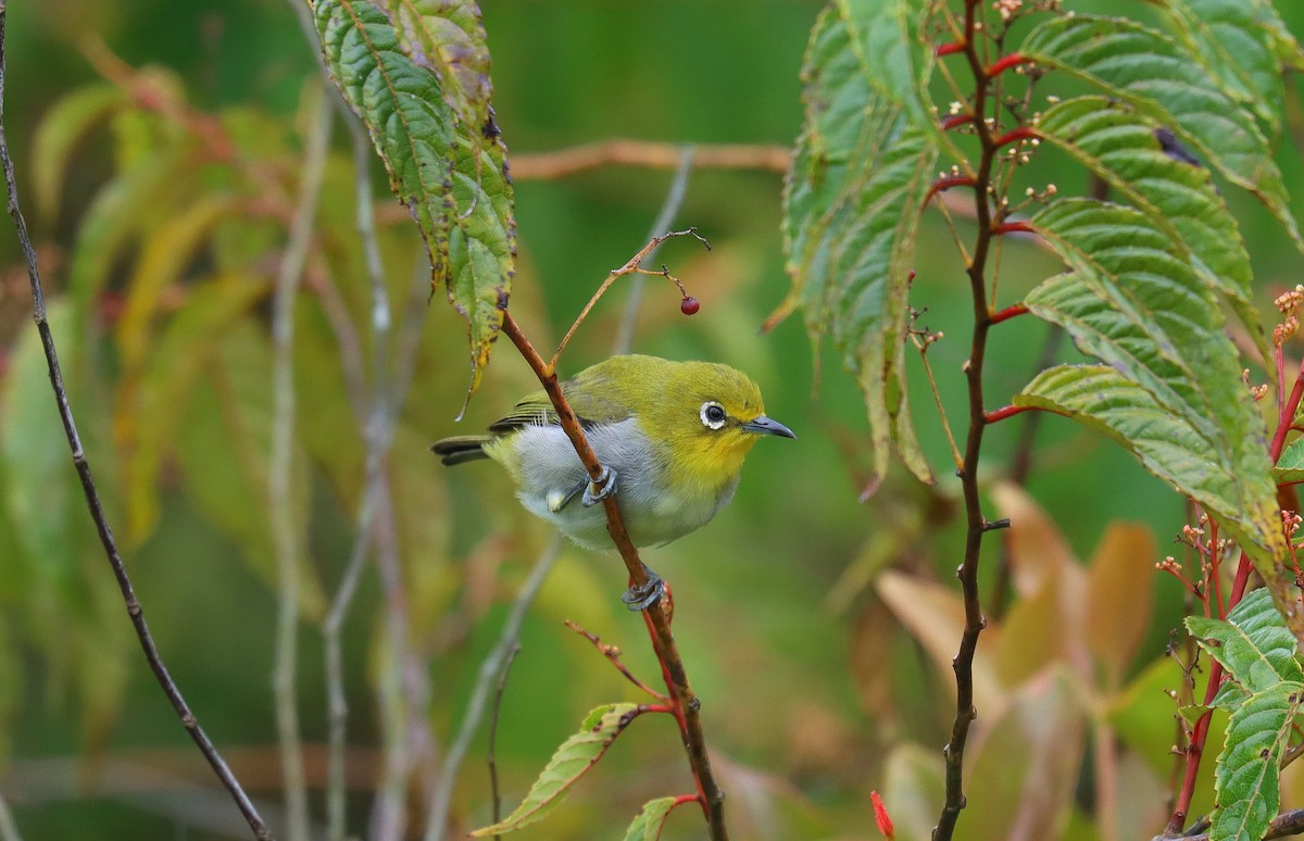 Warbling White-eye - ML641426006