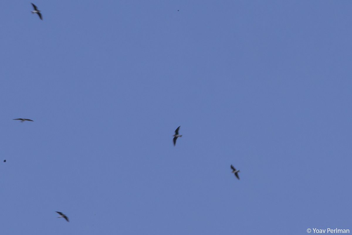 Black-winged Pratincole - ML641426009