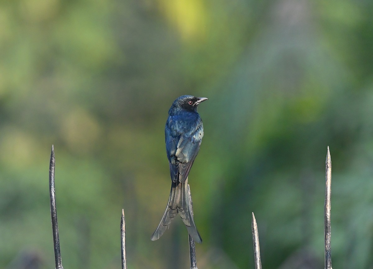 Black Drongo - ML641426011