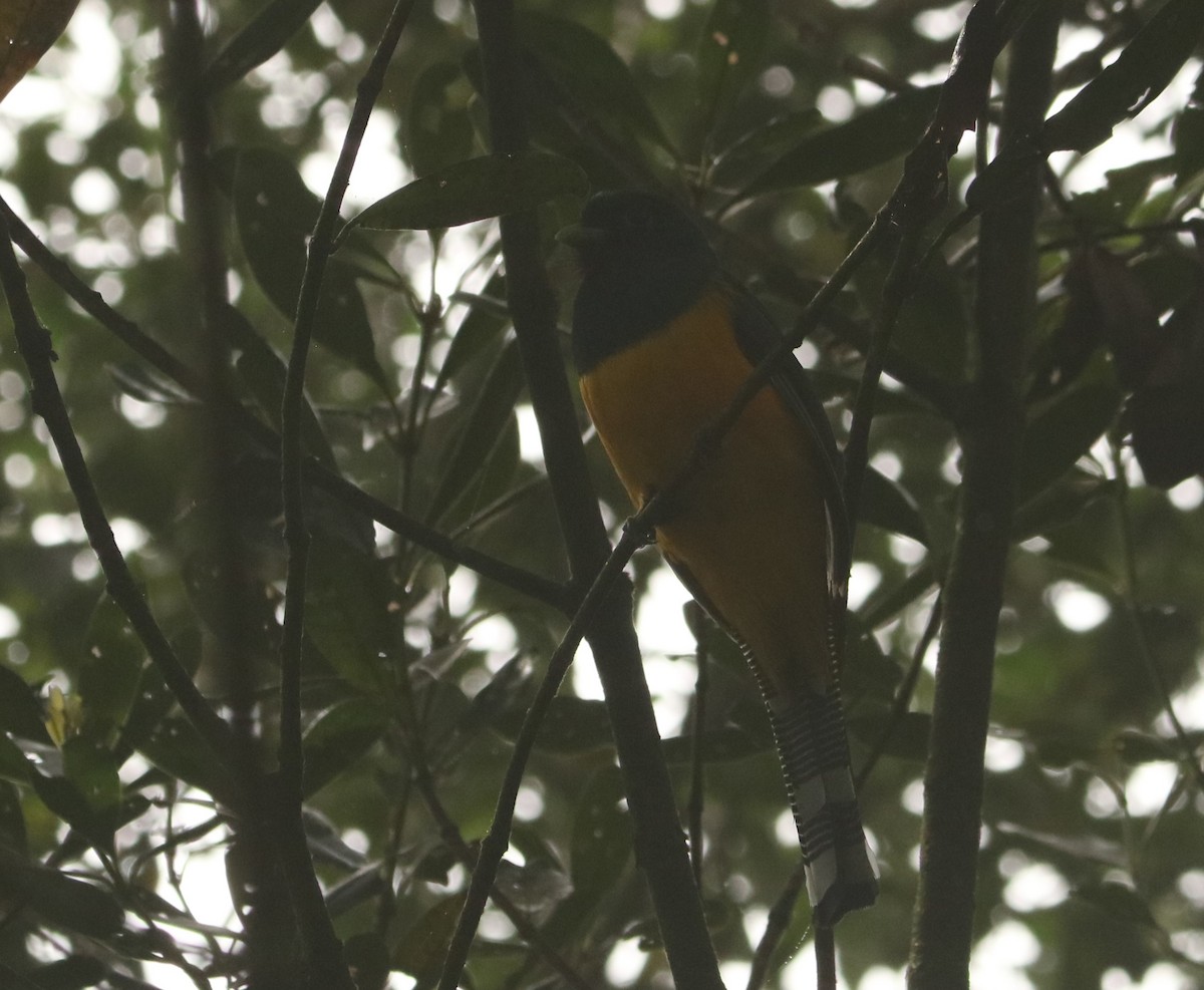 Atlantic Black-throated Trogon - ML641426016