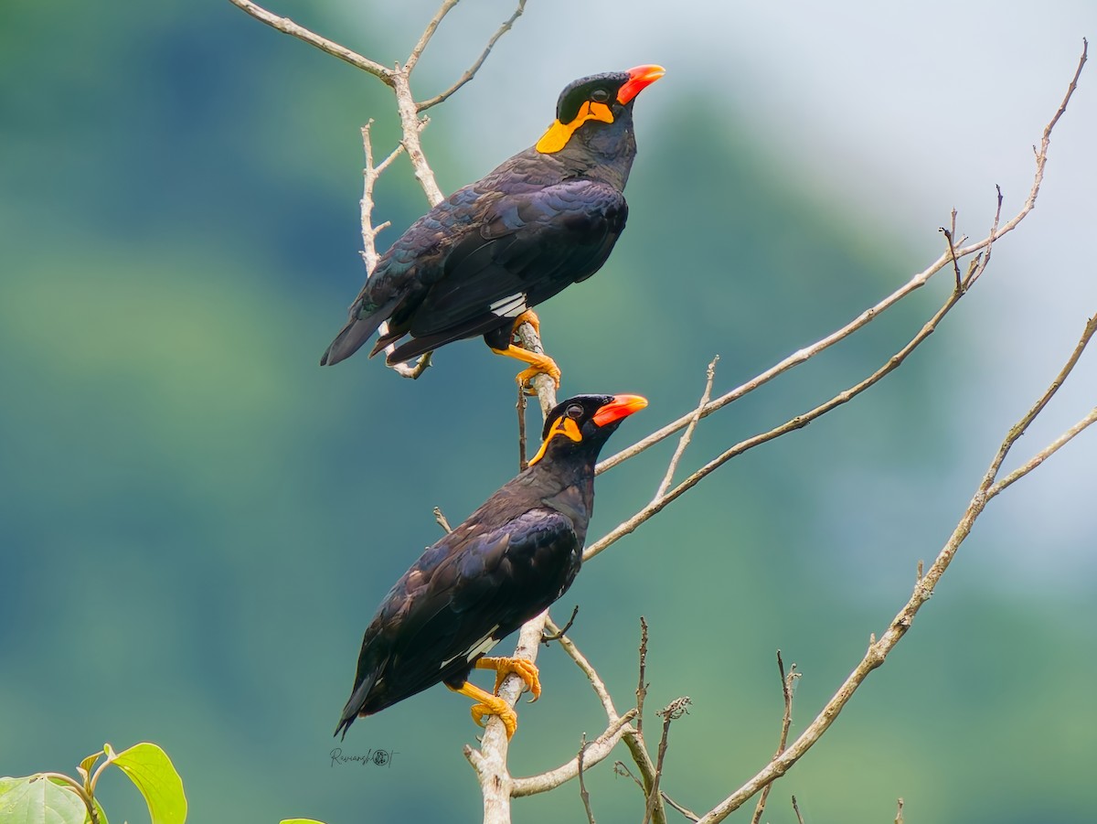 Common Hill Myna - ML641426027