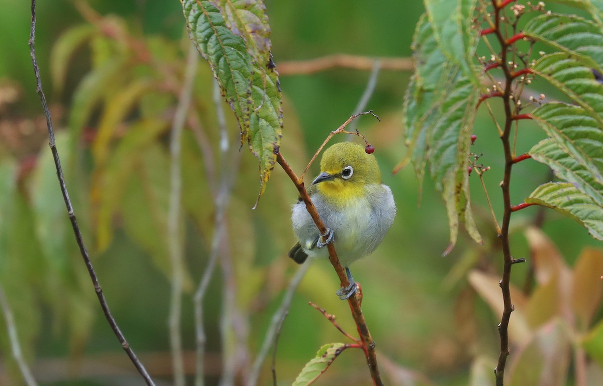 Warbling White-eye - ML641426051