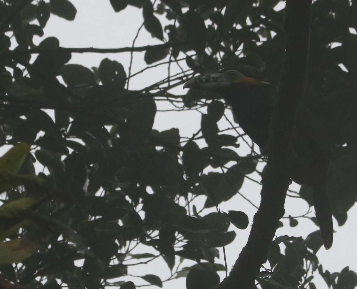 Spot-billed Toucanet - ML641426062