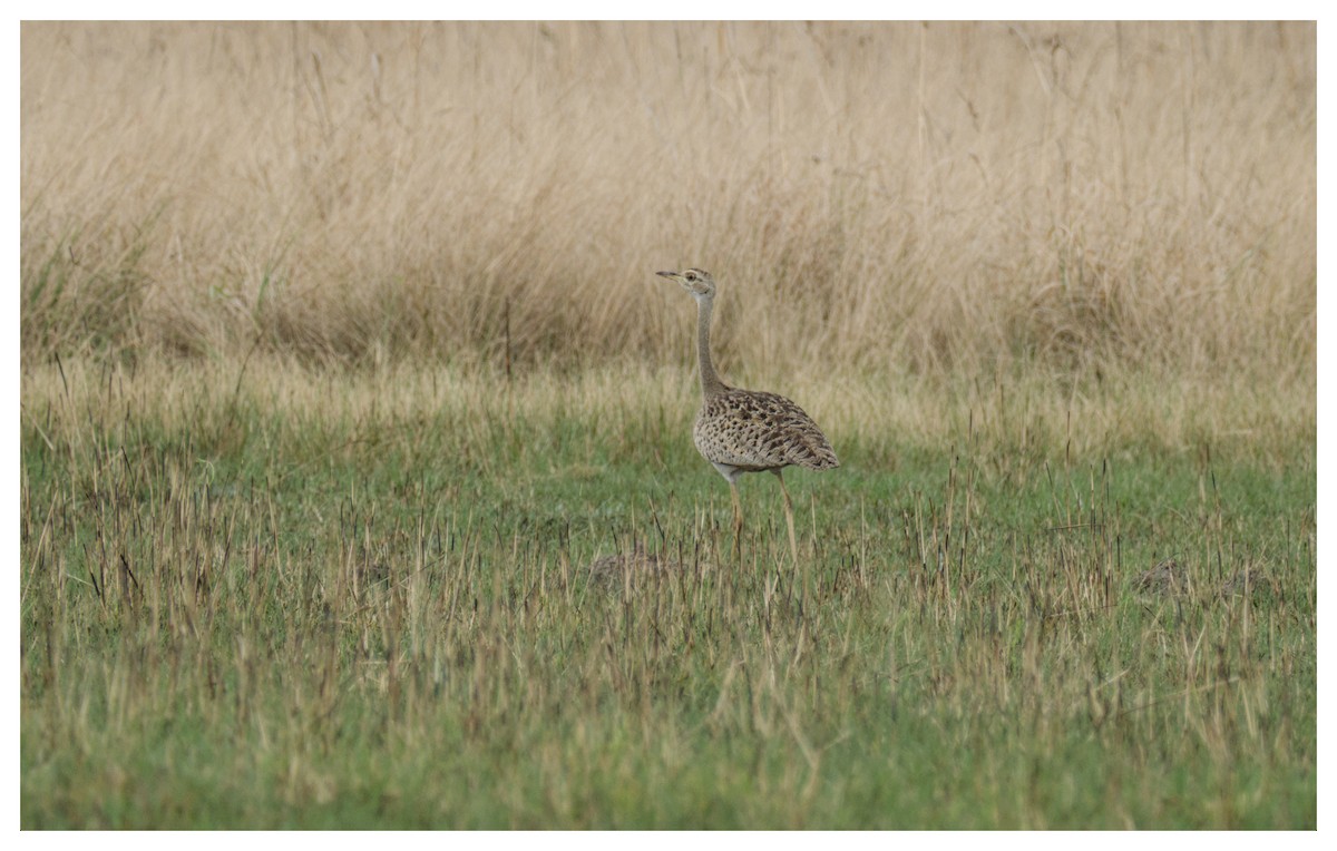 Black-bellied Bustard - ML641426068