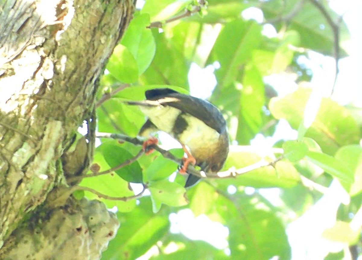 Sooty Barbet - ML641426071