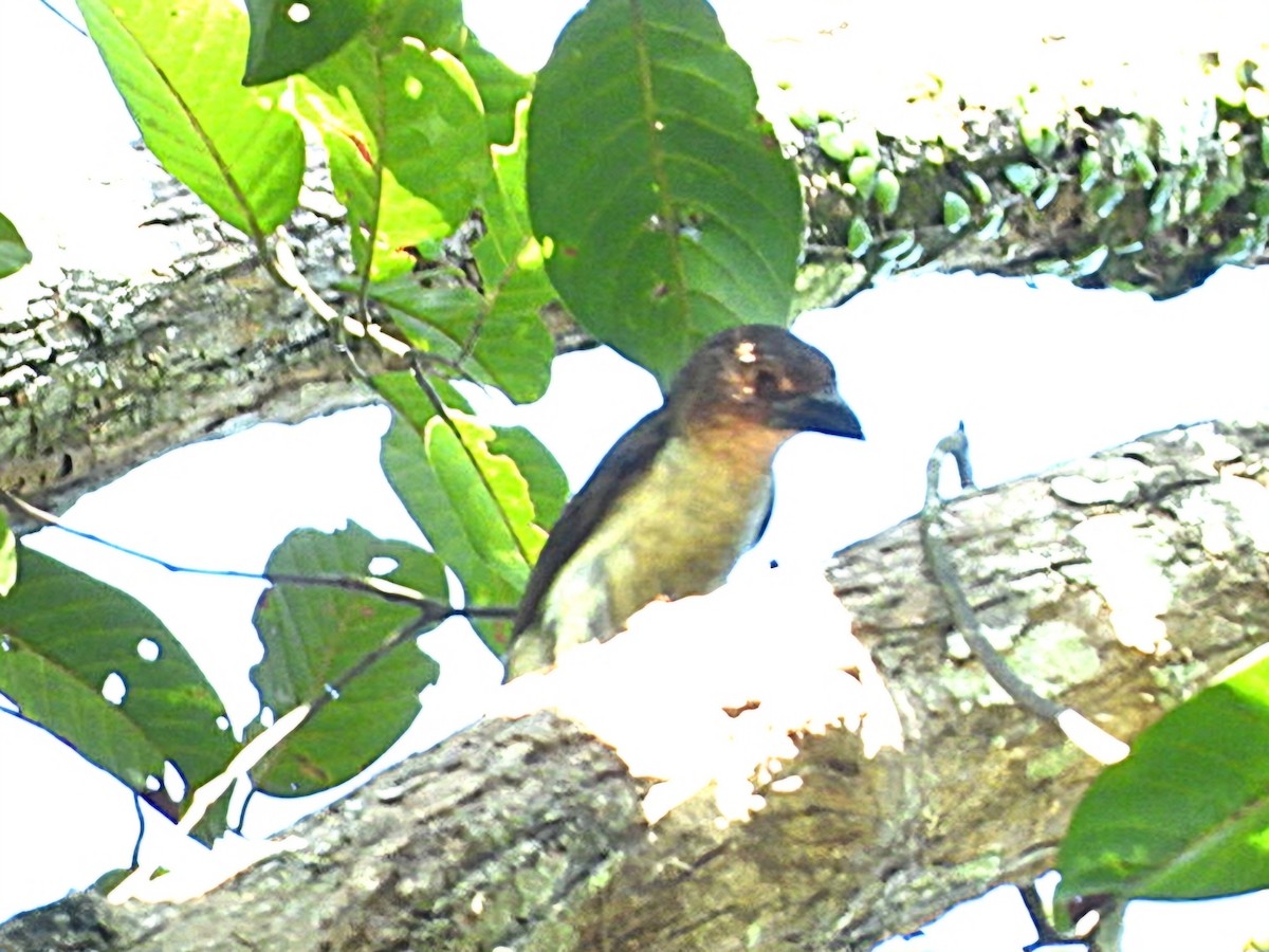 Sooty Barbet - ML641426072