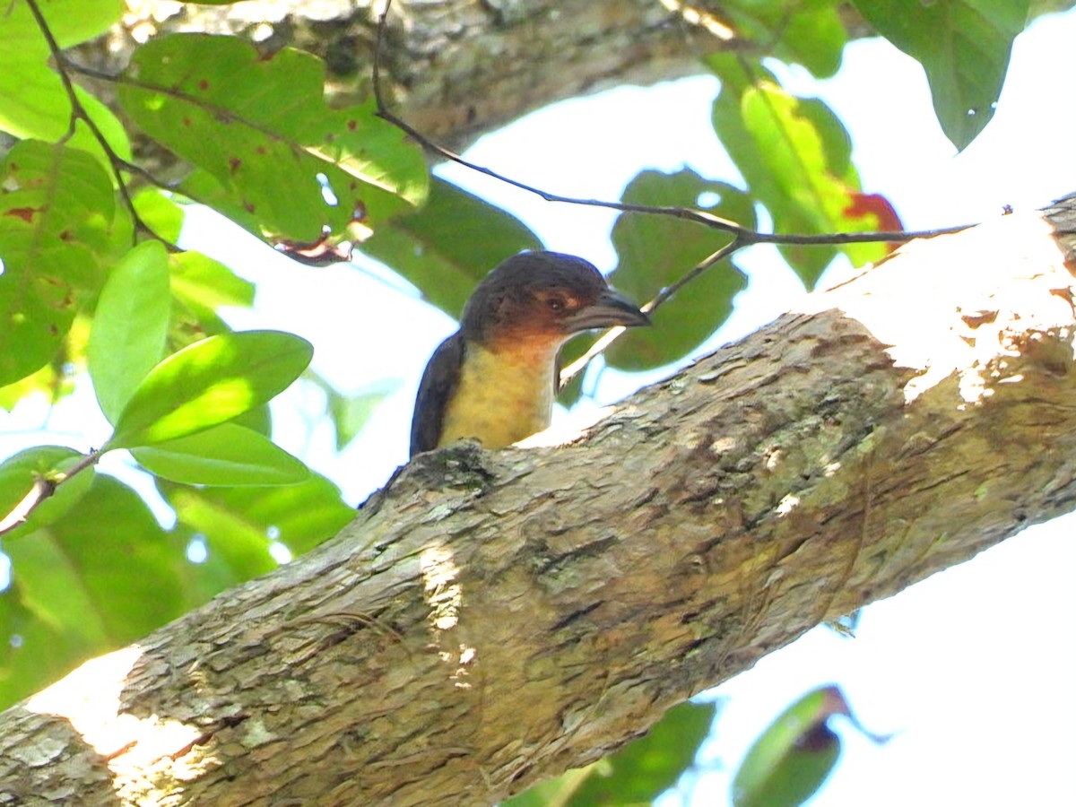 Sooty Barbet - ML641426073