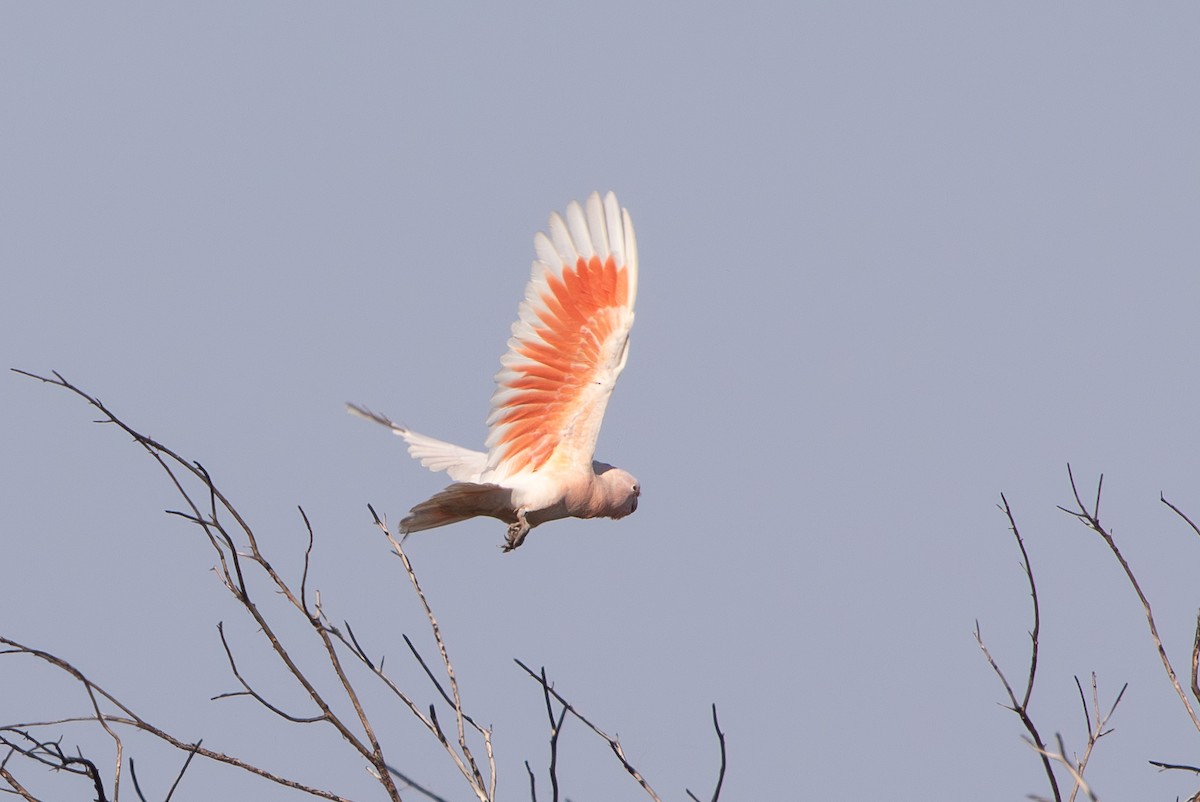 Pink Cockatoo - ML641426074
