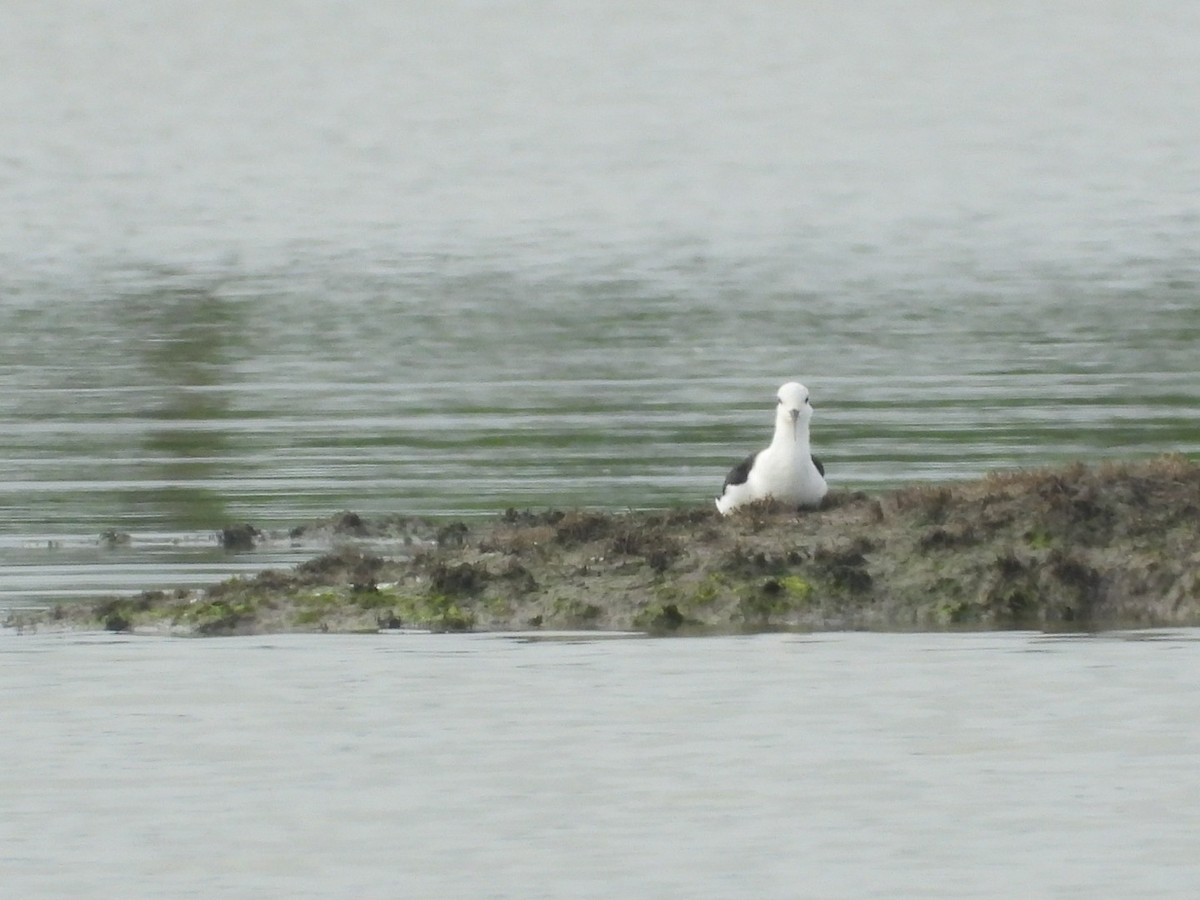Black-winged Stilt - ML641426076