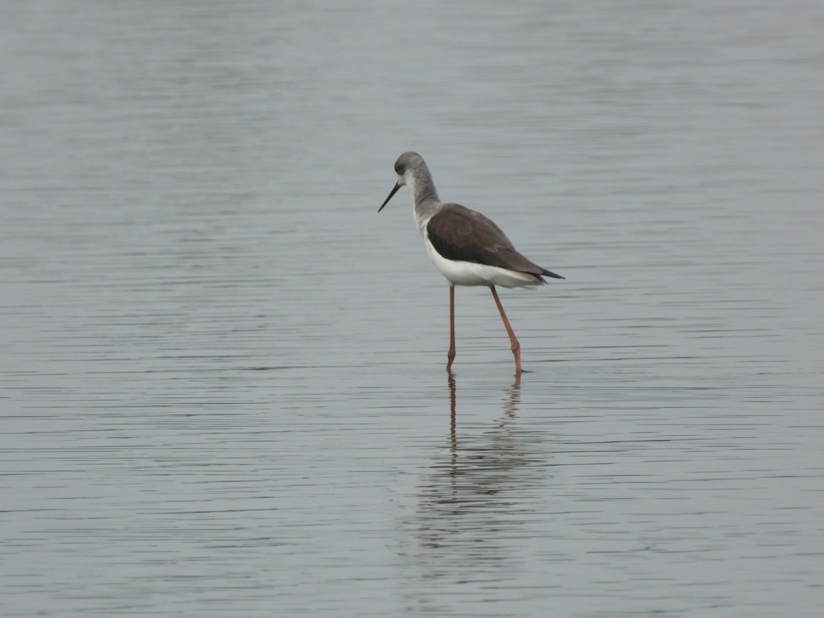 Black-winged Stilt - ML641426077