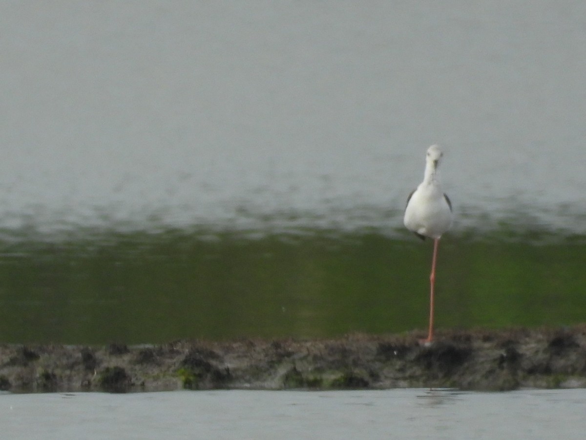 Black-winged Stilt - ML641426078