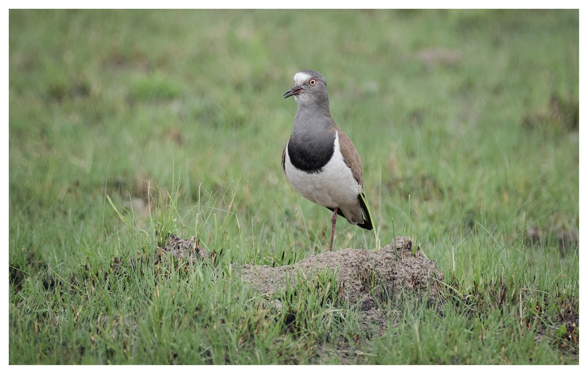 Black-winged Lapwing - ML641426079