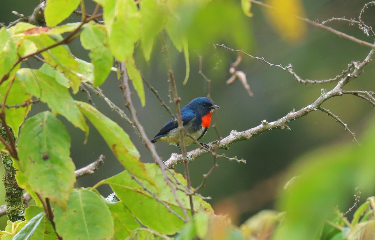Fire-throated Flowerpecker - ML641426081