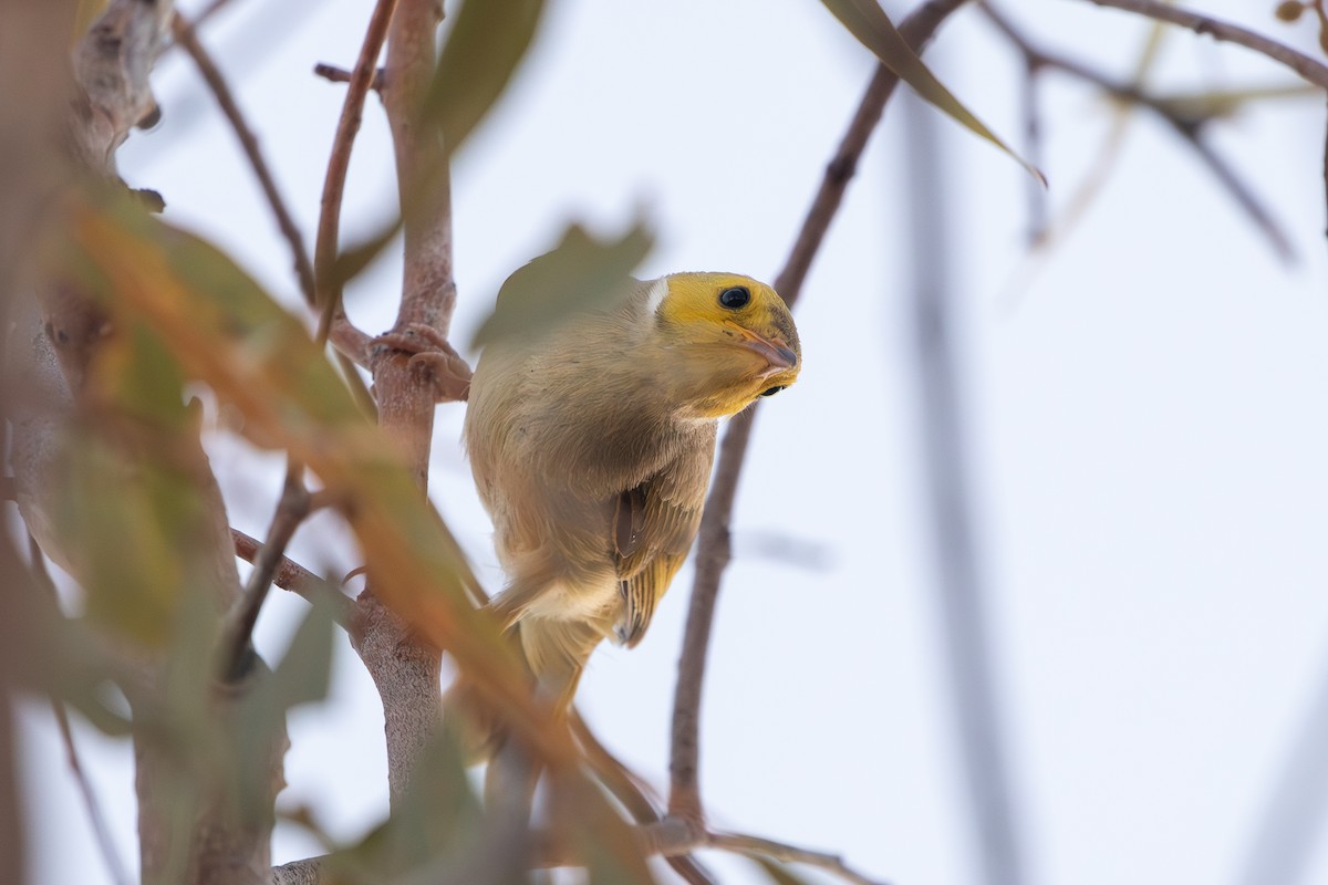 White-plumed Honeyeater - ML641426089