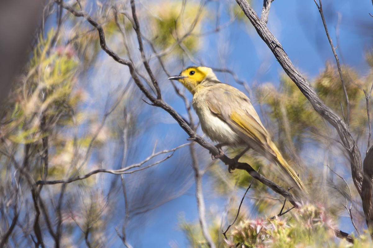 White-plumed Honeyeater - ML641426106