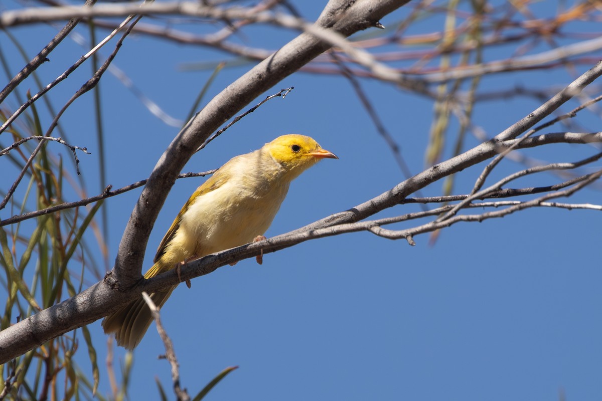 White-plumed Honeyeater - ML641426107