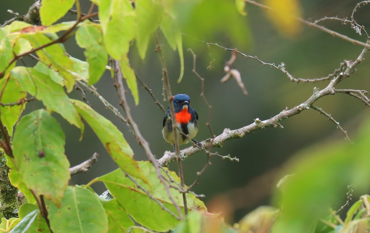 Fire-throated Flowerpecker - ML641426115