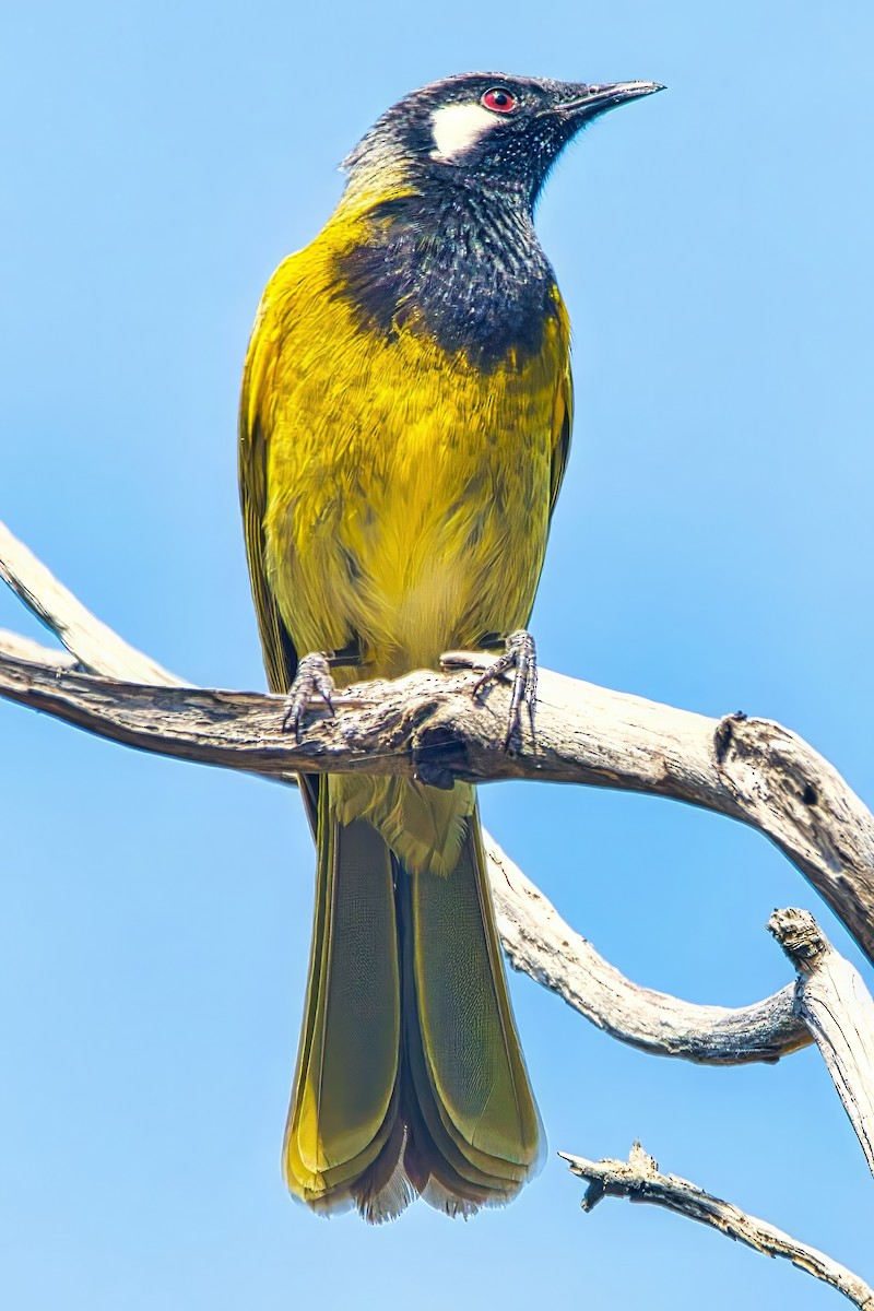White-eared Honeyeater - ML641426117
